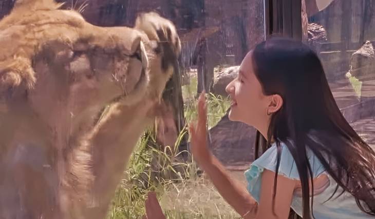 &#8216;Caminando entre Leones&#8217;, la nueva salvaje experiencia que solo existe en Bioparque Estrella Monterrey