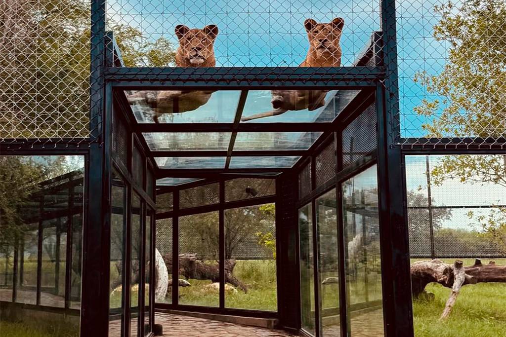 Caminando Entre Leones Bioparque Estrella MTY