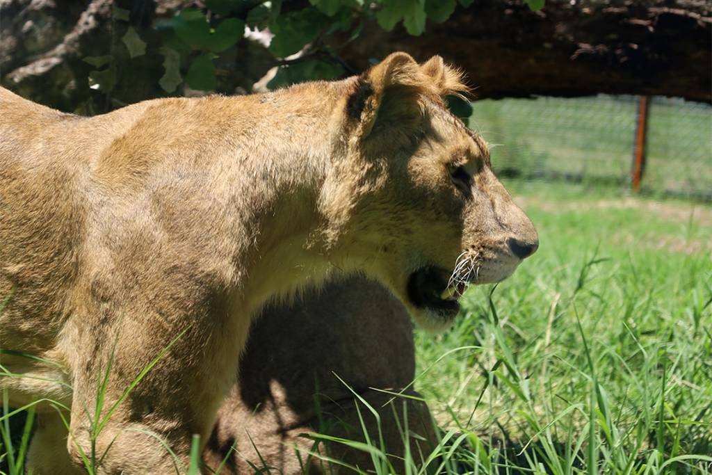 Caminando Entre Leones Bioparque Estrella MTY