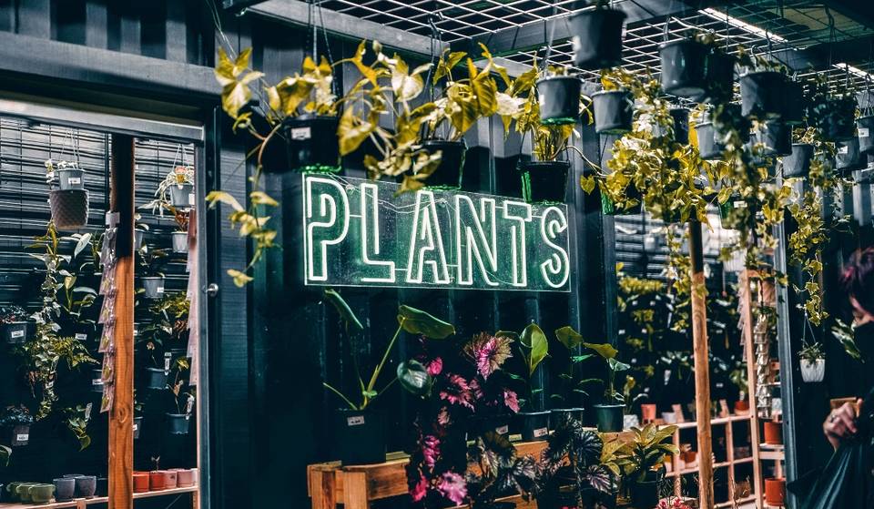 The best Plant Sale in Monterrey arrives to Metapatio: Club Plantae MTY 2026 you will love it!