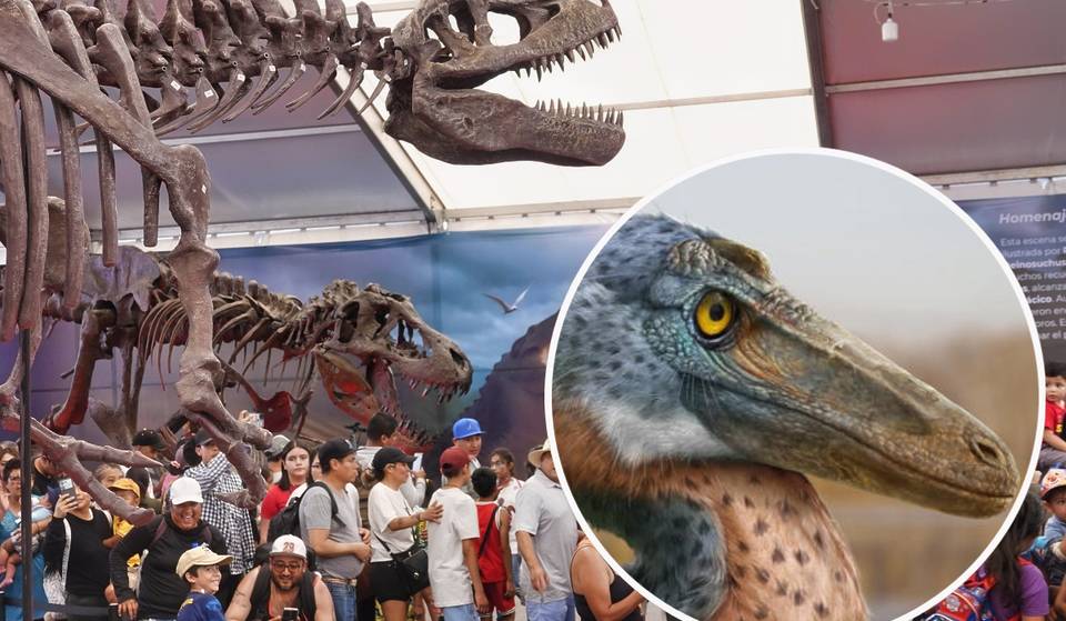 For less than $300 pesos, you can see the new Mexican dinosaur very close to Monterrey.