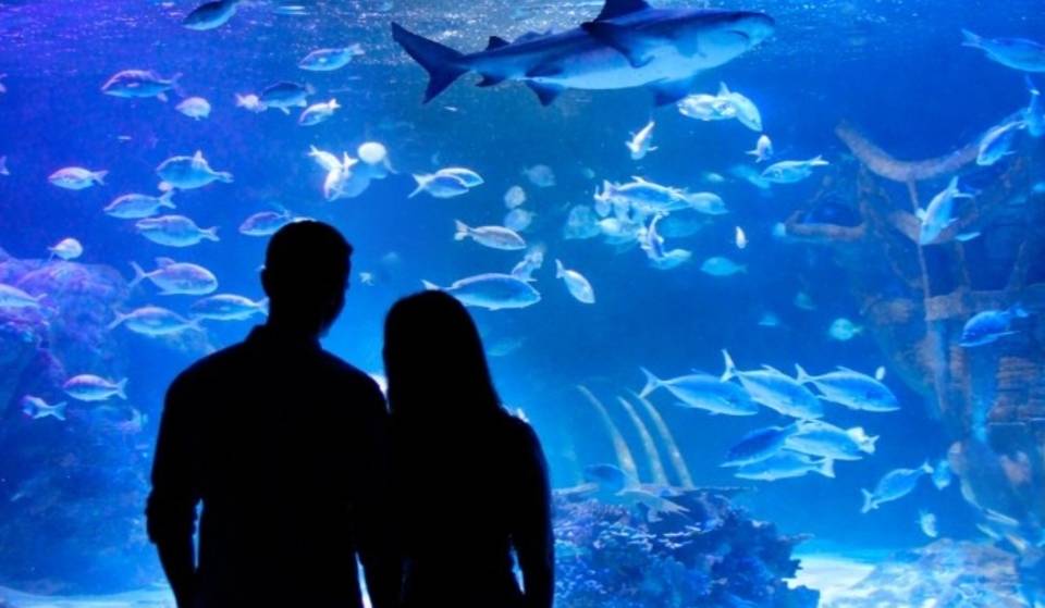¡Ya abrió en Monterrey! La experiencia inmersiva de tiburones que todos quieren ver