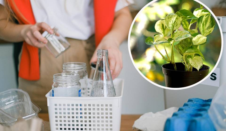 Recycle and get a plant! Dates and times for the sustainable drive-thru in Monterrey