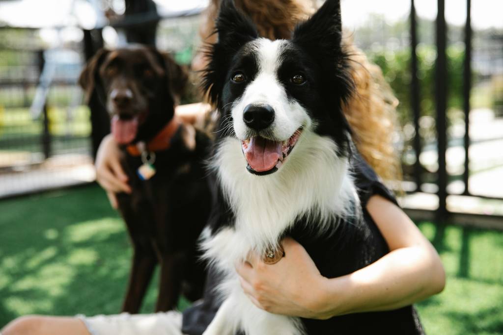 Festival Canino Pooff