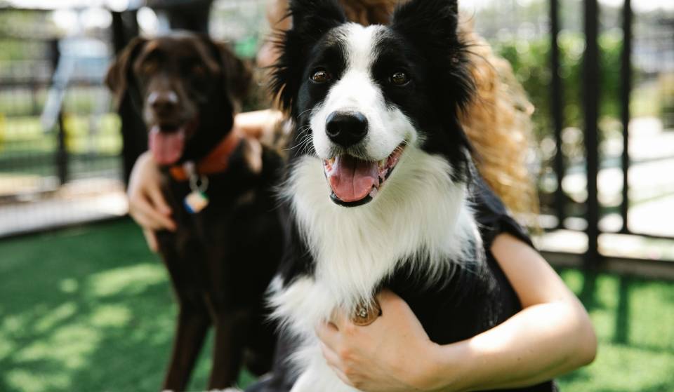 ¿El mejor día para tu perro? Sesiones de fotos, estética y adiestramiento en el Parque Rufino Tamayo