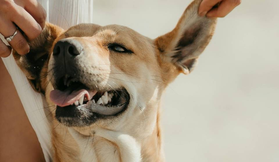 A Tulum-style festival for you and your dog? Everything about Pawfest in San Pedro