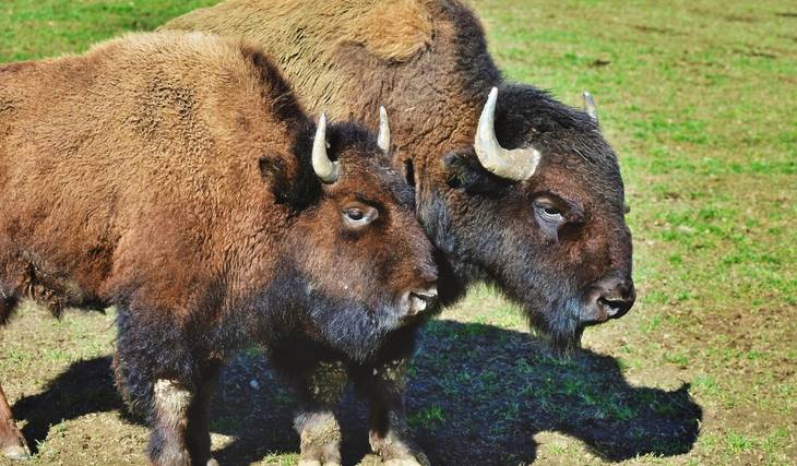 The American bison is reborn in Mexico after 200 years: 23 calves have already been recorded