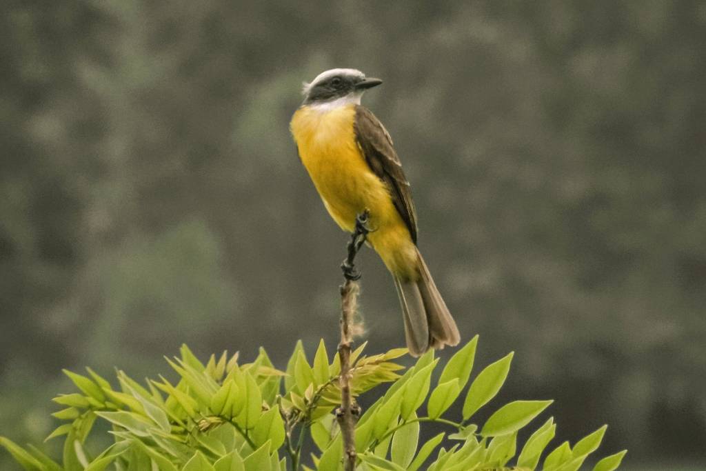 Observación de aves en Monterrey