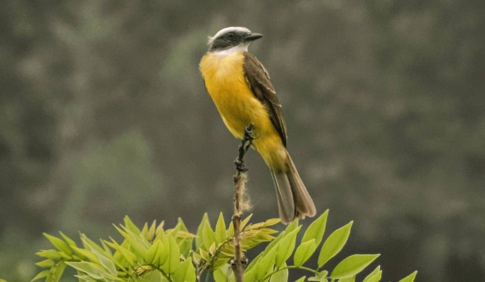 Parque La Estanzuela anuncia fechas de julio para su experiencia de observación de aves