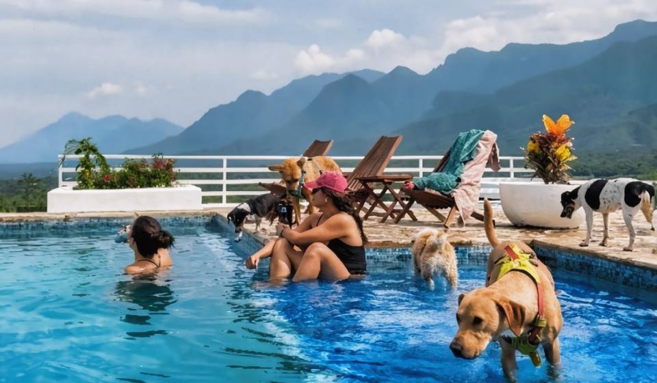 It’s not an Airbnb—it’s a dog paradise! Casa San Perro opens in Santiago, NL