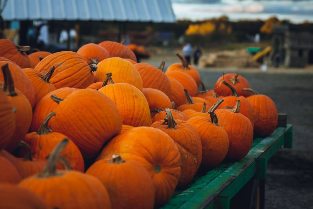 Pumpkin Dash
