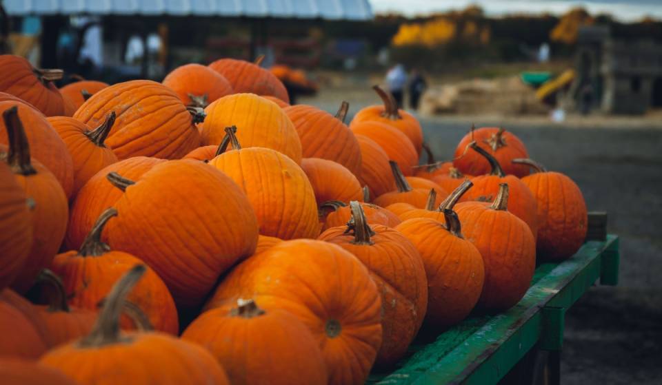 Pumpkins, mazes, and shows: dates, prices, and venue for The Pumpkin Dash 2026