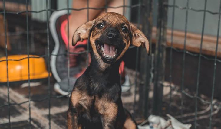 Vaccinations, free checkups, and adoptions! MacroPet 2026 is coming to the Explanada de los Héroes