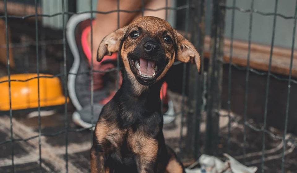 Vaccinations, free checkups, and adoptions! MacroPet 2026 is coming to the Explanada de los Héroes