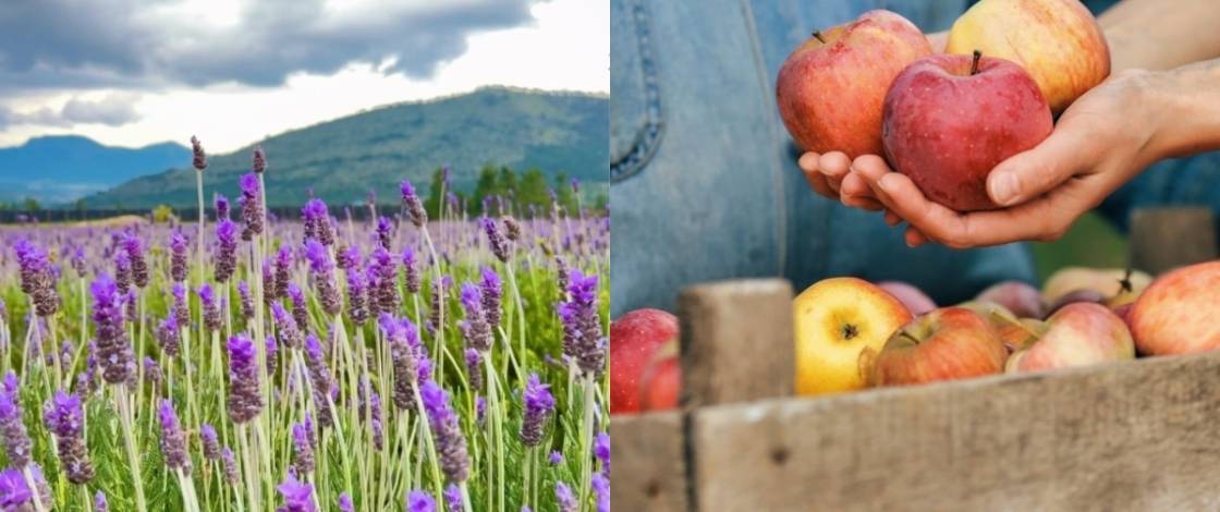 Lavender fields in the mountains! Discover the secret orchard in Arteaga, Coahuila