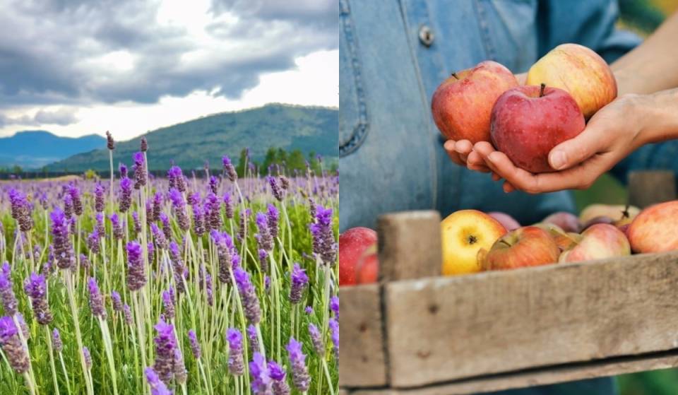 Lavender fields in the mountains! Discover the secret orchard in Arteaga, Coahuila