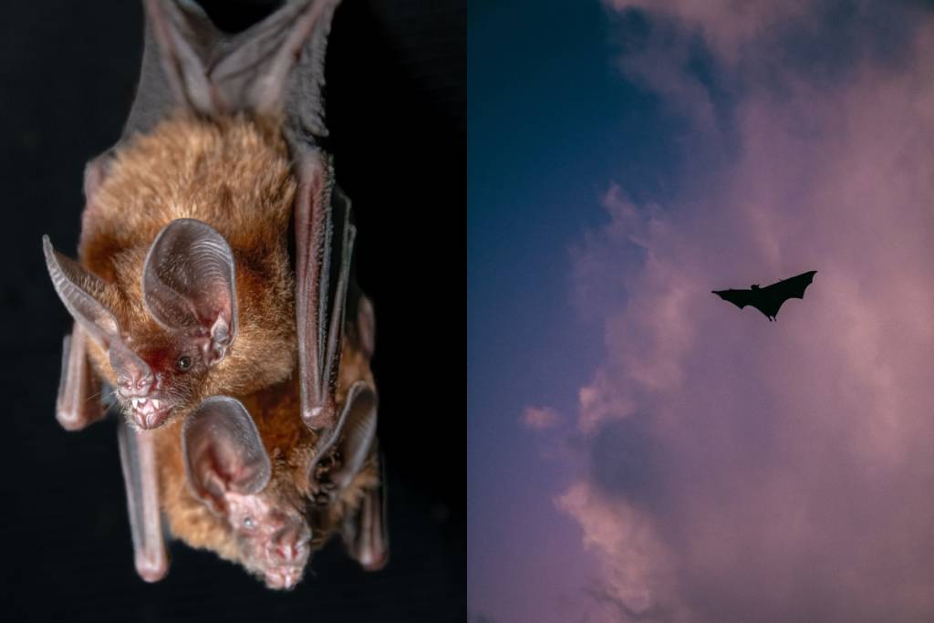 Bat Fest Monterrey