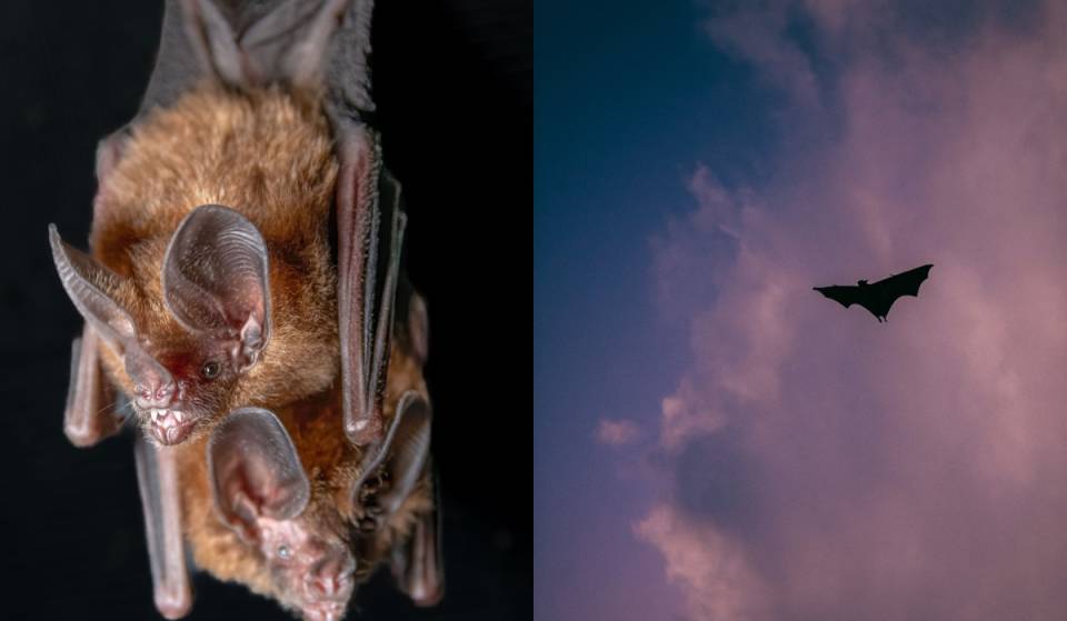 It’s free at the Centro de Monterrey! Bat Fest 2026 will feature activities and talks about bats