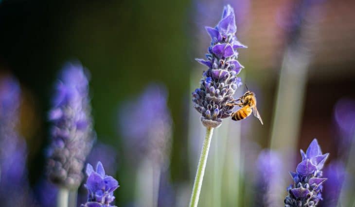 Nos conseils pour bien accueillir les abeilles sur notre balcon cet été