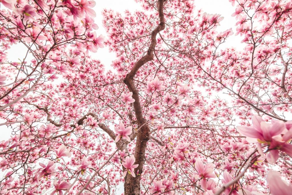 Les magnifiques magnolias de Montréal sont en fleur ! Voici où les trouver