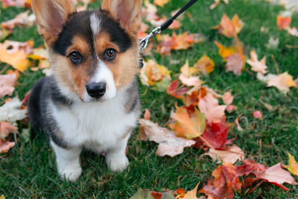 Il y aura un party de chiens corgi cette fin de semaine à Montréal !