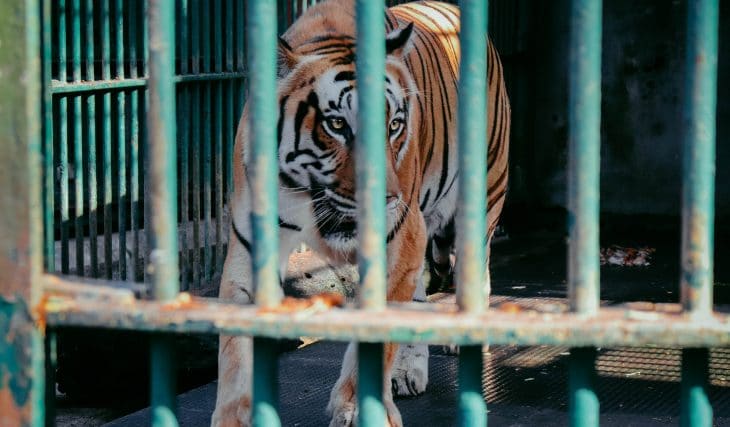 La série Tiger King revient pour une deuxième saison encore plus folle !