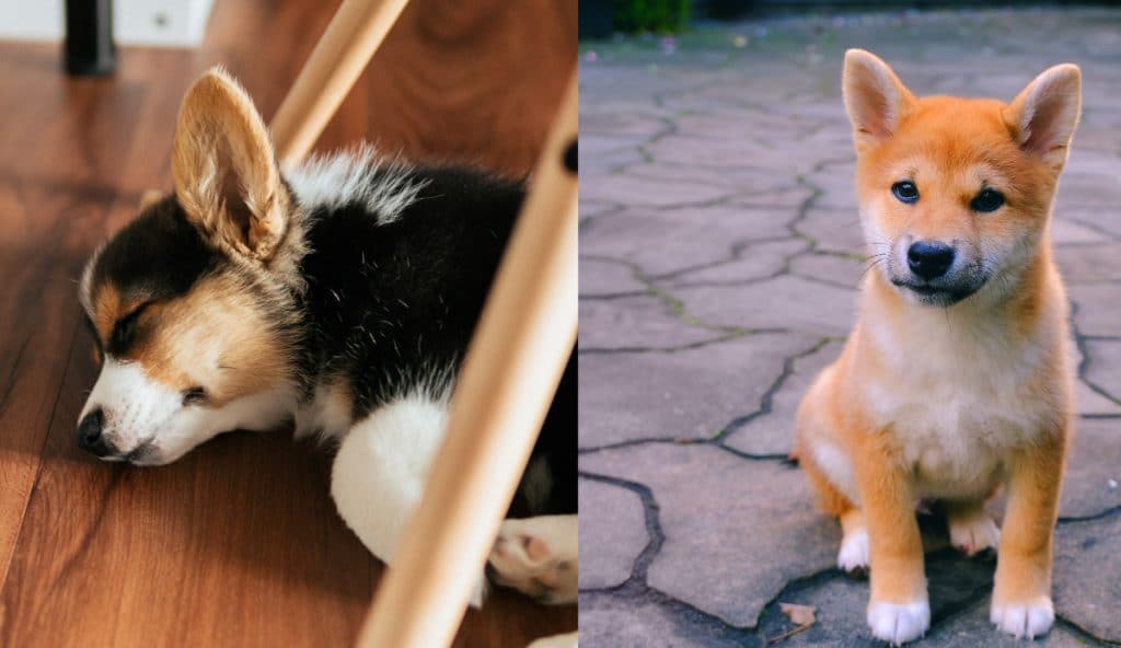 Il y aura un party d’Halloween pour chiens corgi et shiba à Montréal !