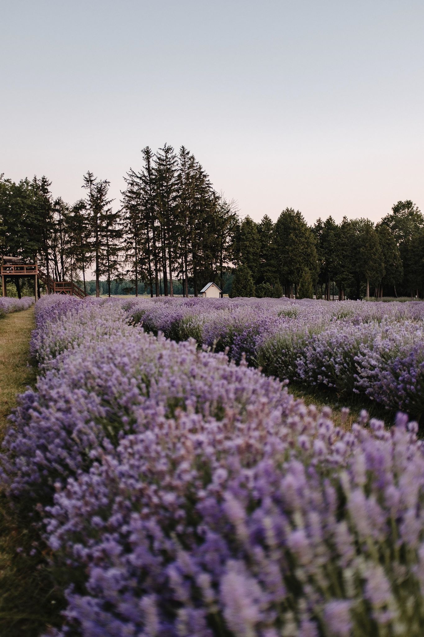 Les magnifiques champs de lavande à St-Eustache sont en pleine floraison