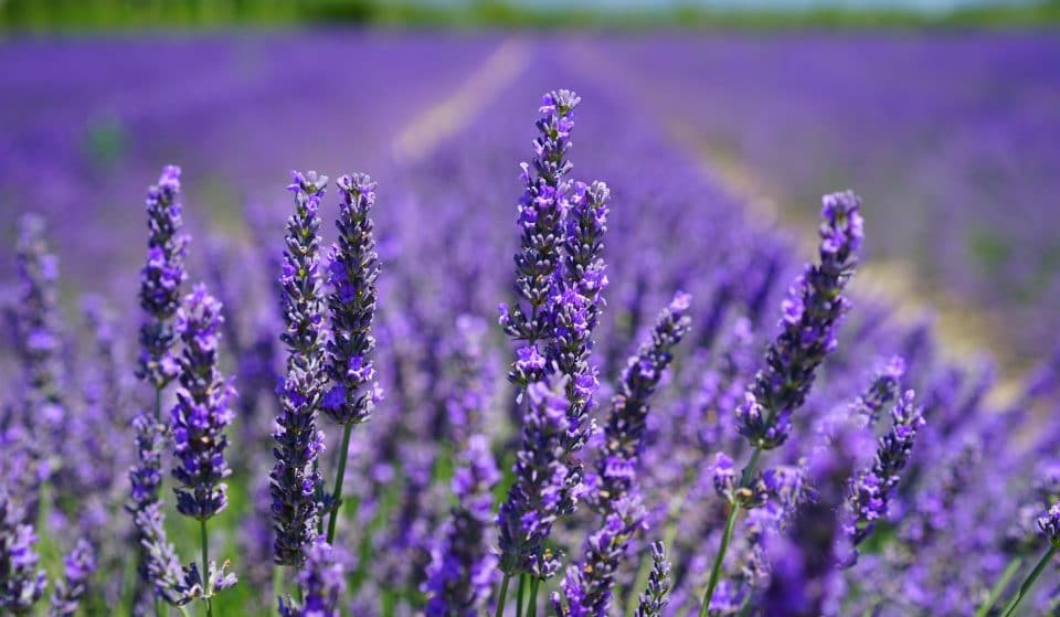 Les magnifiques champs de lavande à St-Eustache sont en pleine floraison