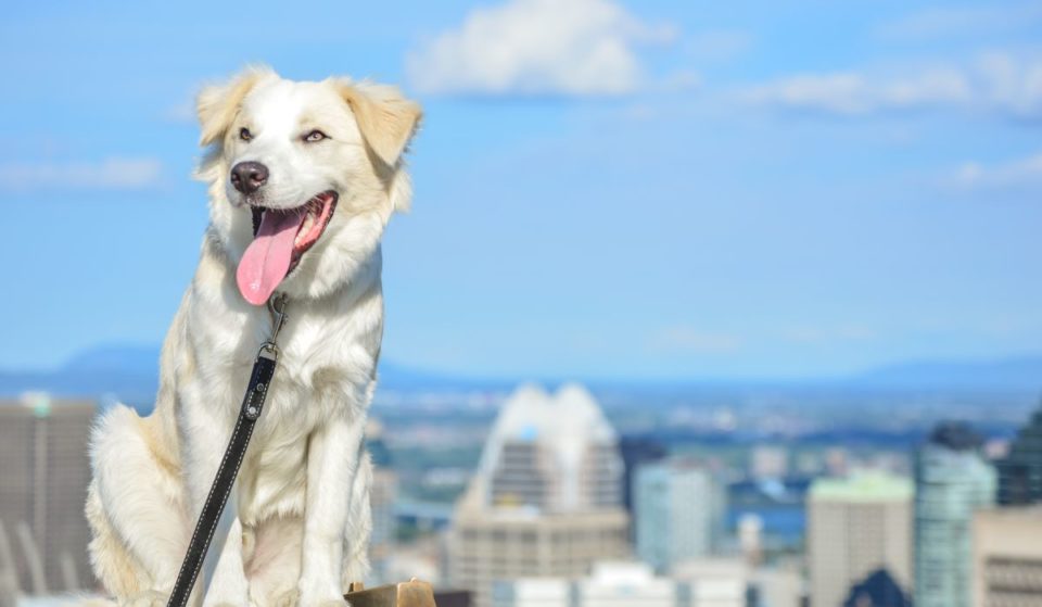 STM : Vous pourrez apporter votre chien dans le métro dès octobre !