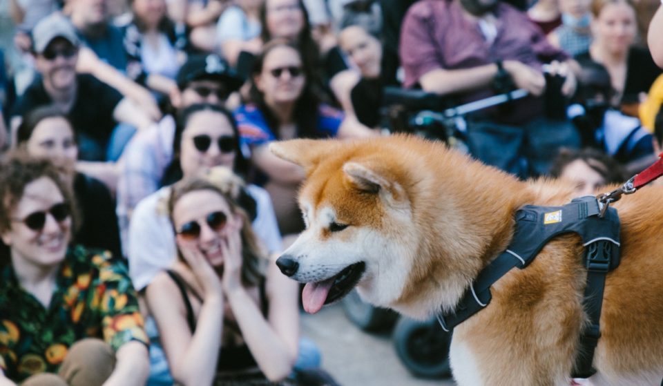 Un immense carnaval pour chiens prendra place cet été à Montréal !