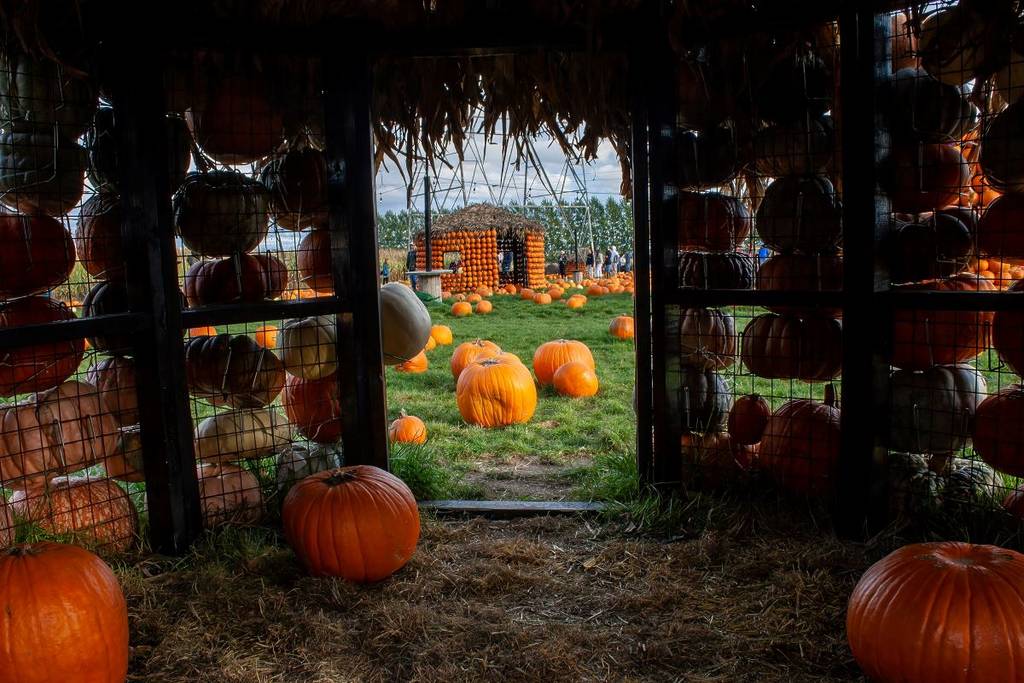 Un village complètement construit de citrouilles à 40 minutes de Montréal &#8211; et il y a aussi un labyrinthe de maïs où se balader
