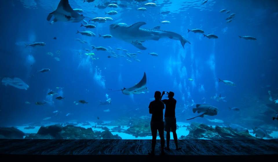 Un aquarium géant pas comme les autres débarque à Montréal et ça s&rsquo;annonce grandiose