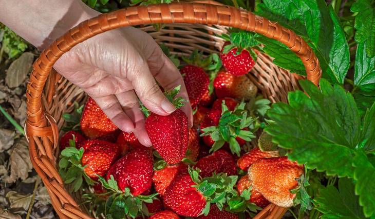 On peut ramasser des fraises et pique-niquer à la campagne dans ces 5 fermes à côté de Montréal