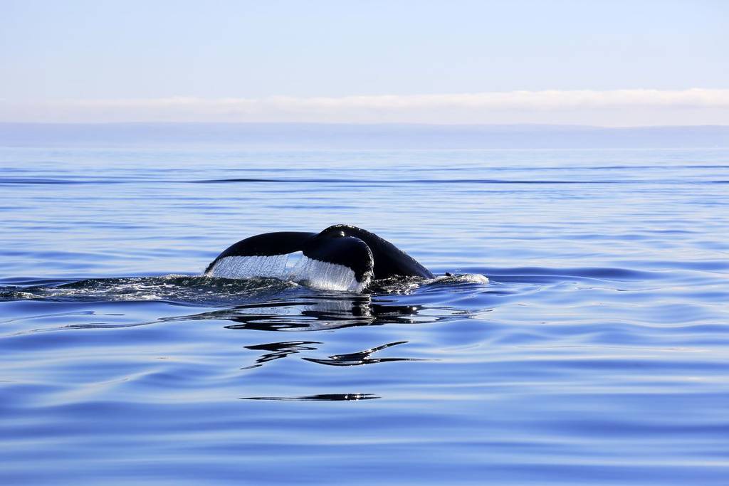 On peut naviguer avec les baleines et bronzer sur les dunes pendant un weekend à moins de 7h de route de Montréal
