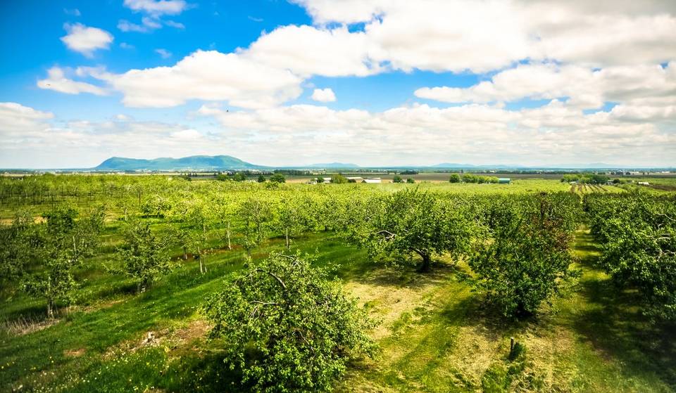 These cider houses near Montreal are family-friendly, eco-friendly and perfect for a picnic.