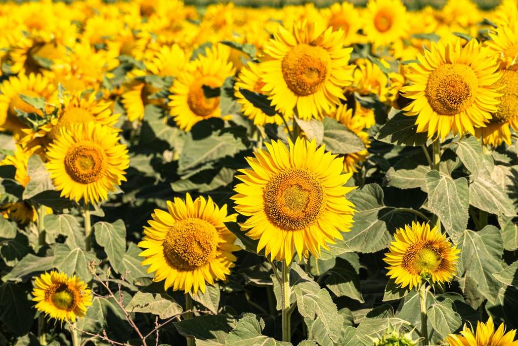 This pick-your-own sunflower field is 1 hour from Montreal – and you can pick strawberries too!
