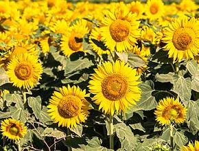 Ce champ de tournesols en autocueillette est à 1h de Montréal &#8211; et on peut aussi y ramasser des fraises
