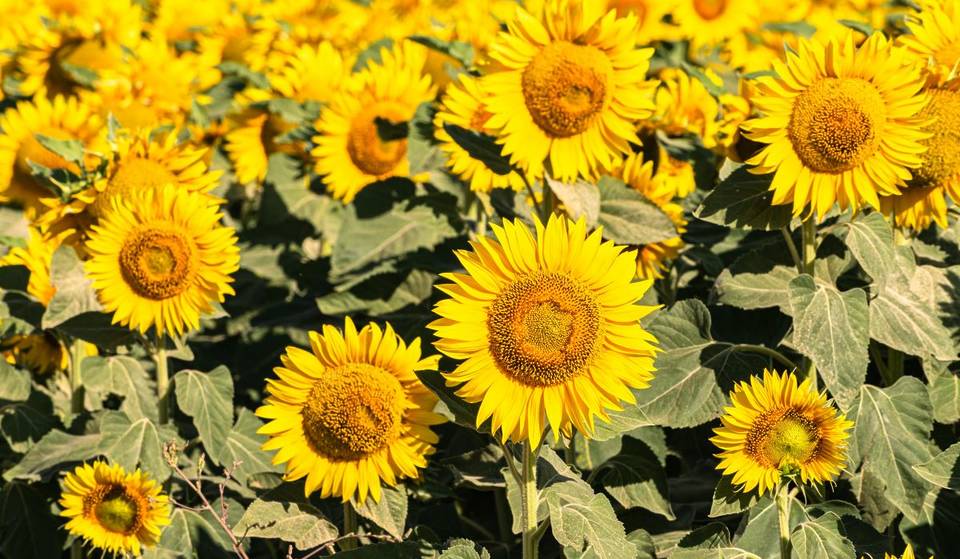 Ce champ de tournesols en autocueillette est à 1h de Montréal &#8211; et on peut aussi y ramasser des fraises