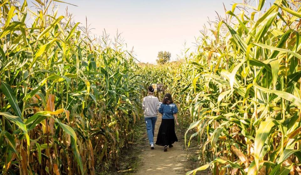 This farm 30 minutes from Montreal has one of the best corn mazes in Quebec &#8211; and wildflowers to pick!