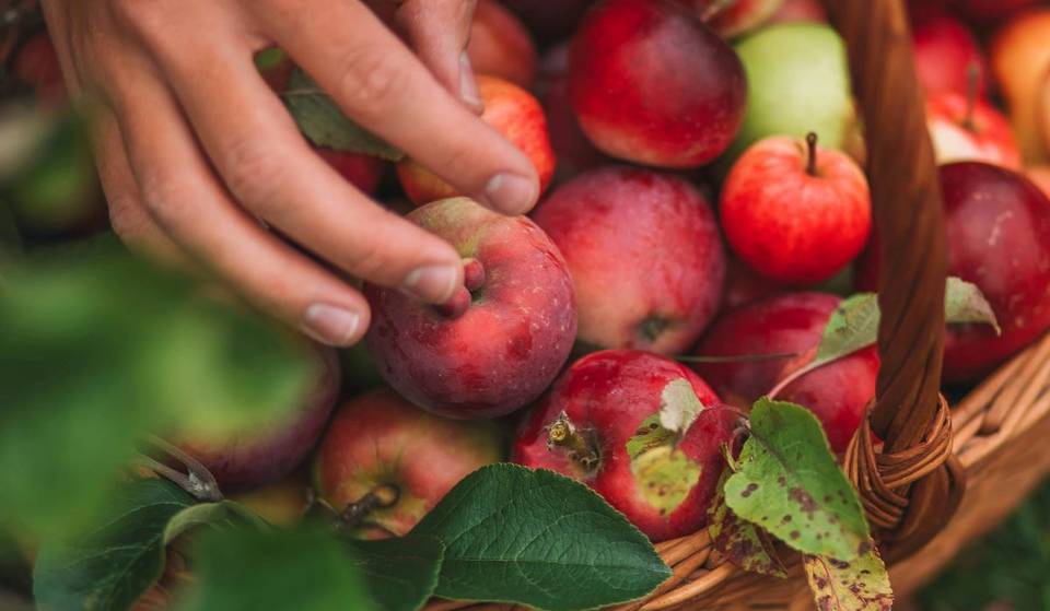Apple season in Montreal – where to pick near the city?