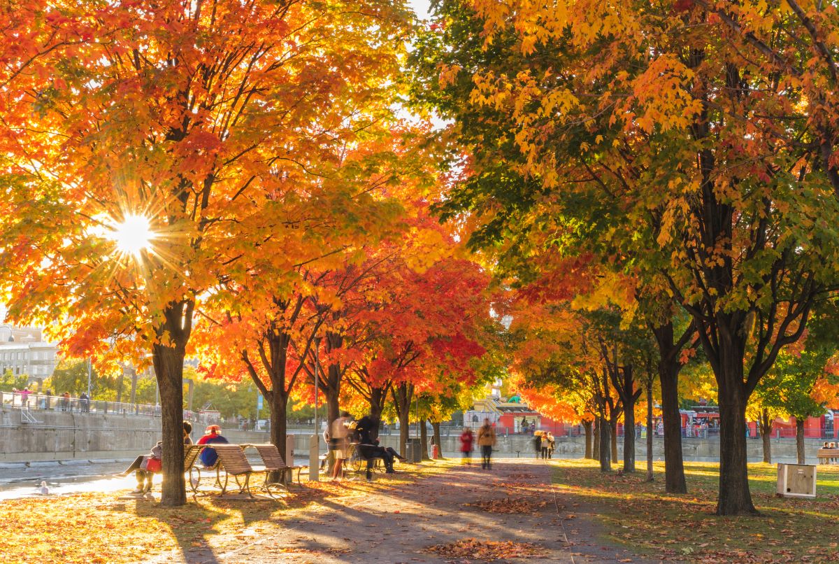 Bucket List de l'automne montréalais