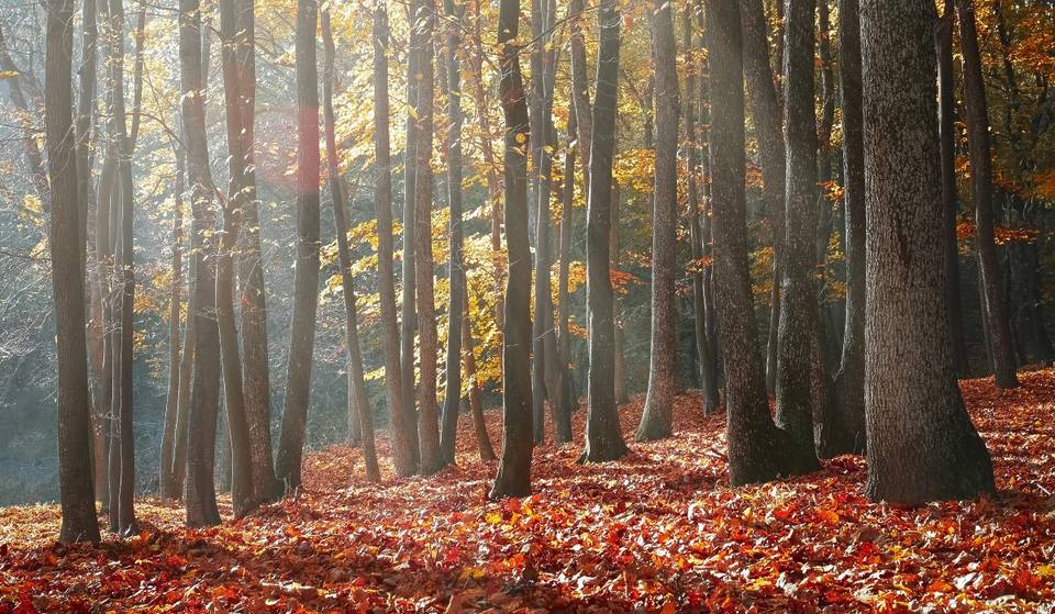 Oh! Les couleurs! – les plus belles forêts à un trajet de métro de Montréal