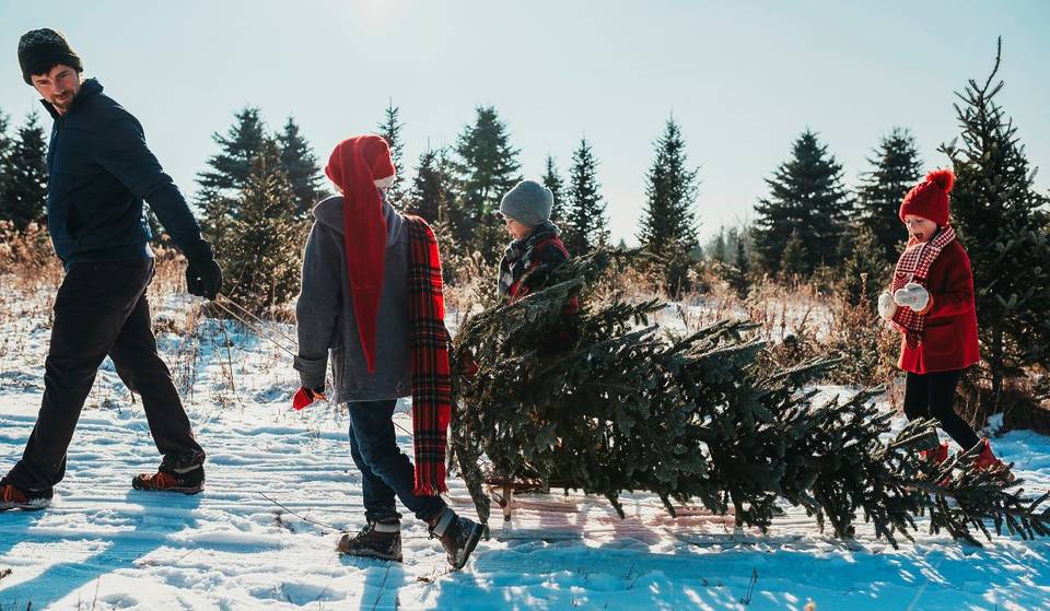 Where to pick up your Christmas tree in Montreal?
