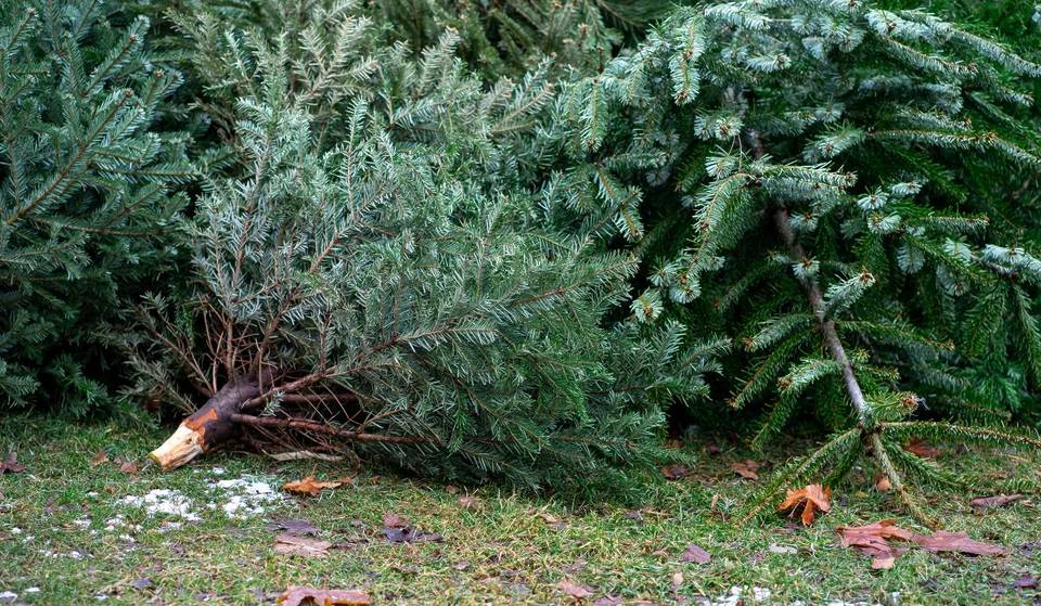 Recycling your tree in Montreal – Practical Guide