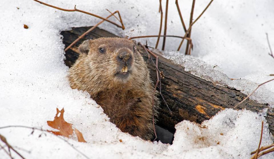 Groundhog Day—spring should arrive early in Montreal