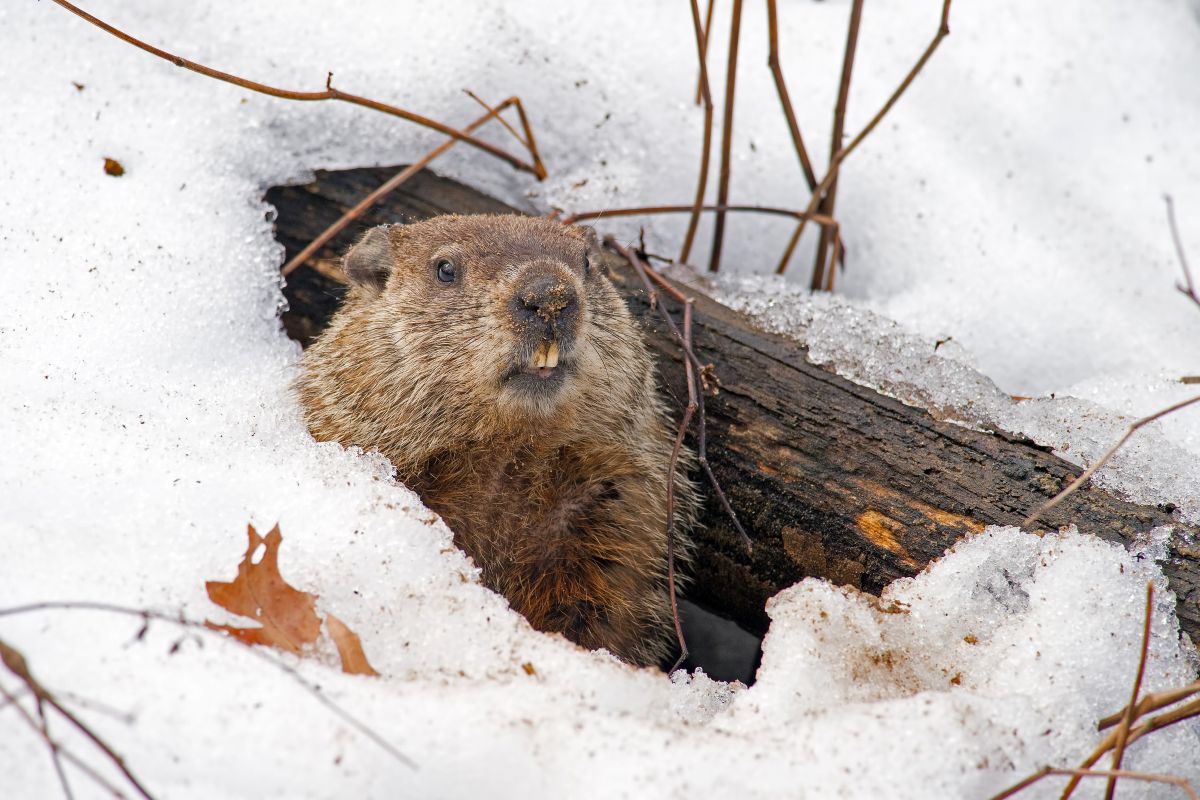 Groundhog Day—spring should arrive early in Montreal