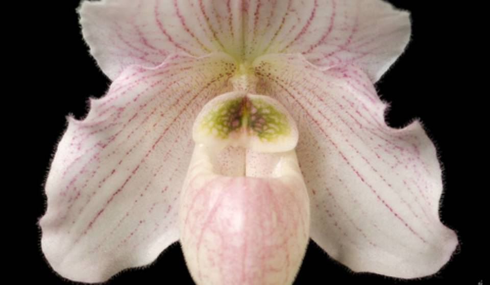 Chaleur, humidité et les plus belles orchidées du pays – OrchidExpo 2026
