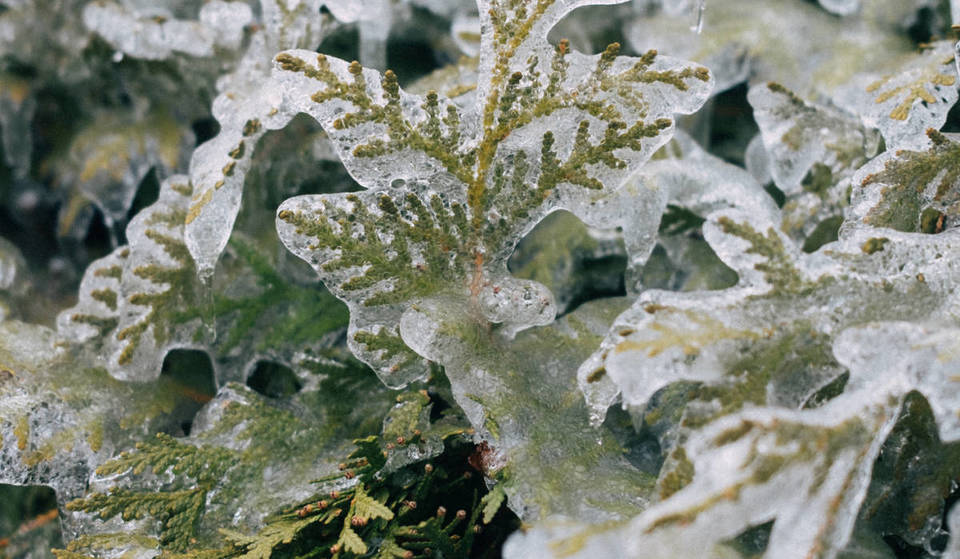 21,000 homes without power in Montreal – update on the ice storm affecting the region