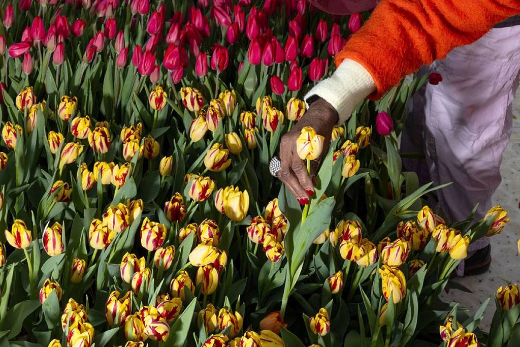 C&rsquo;est bientôt la saison des tulipes! Le plus grand champ de la région annonce sa saison 2026